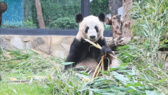 大熊猫“丫丫”23岁生日，坐在